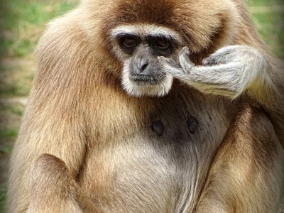 Withandgibbon - De Zonnegloed - Dierenpark - Dieren opvangcentrum - Sanctuary